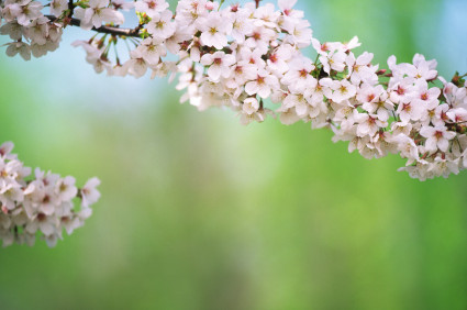 cherryblossom